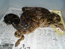 motley with gravid mate