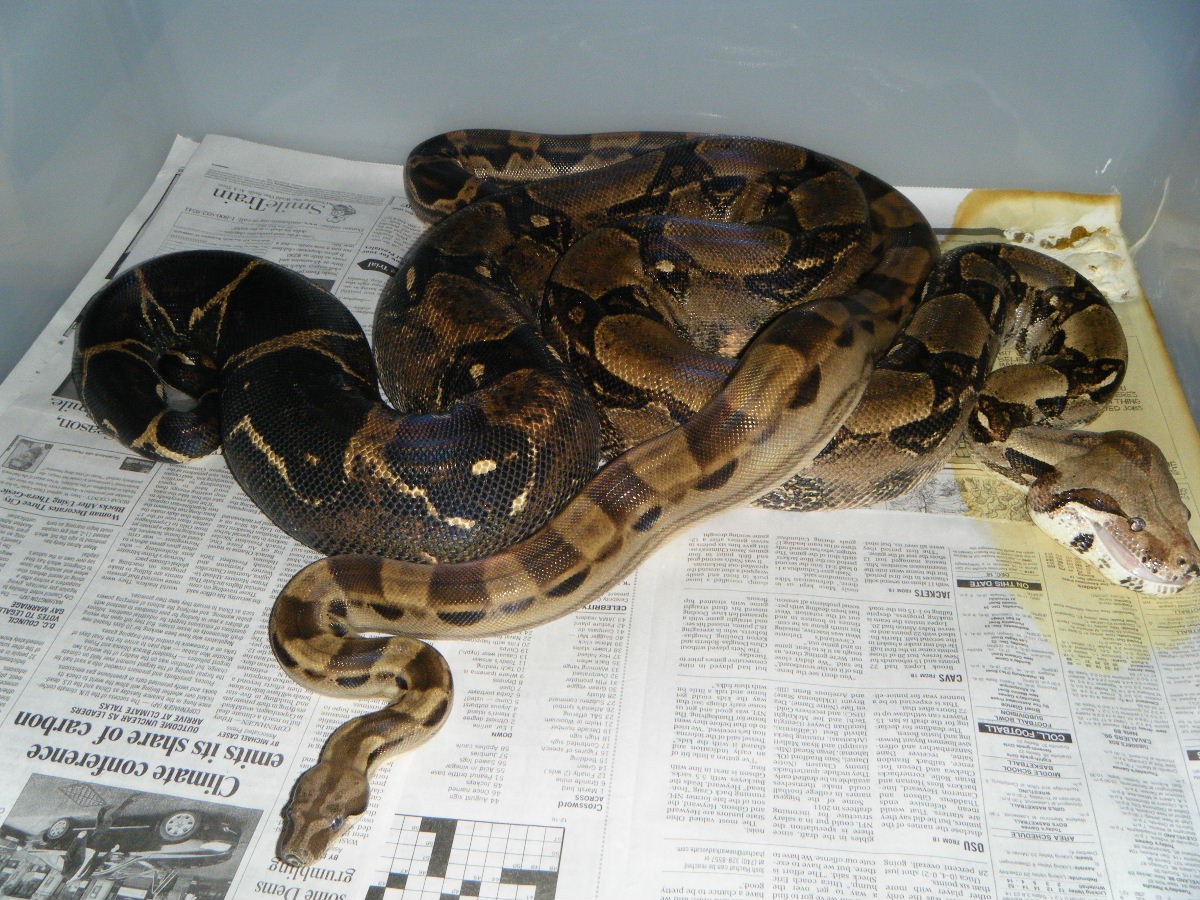 motley with gravid mate