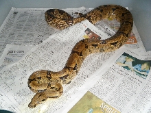 0.1 hypo