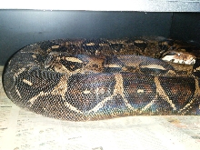 gravid female