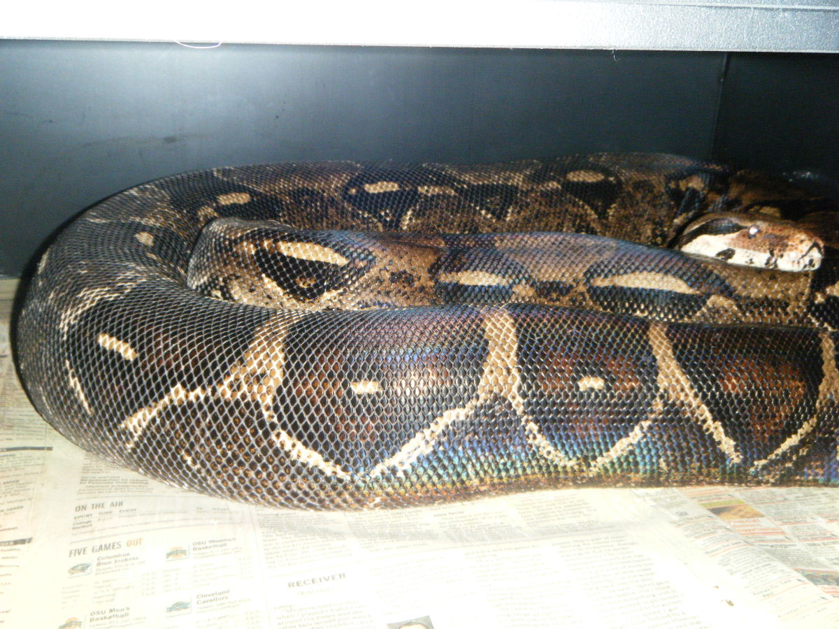 gravid female