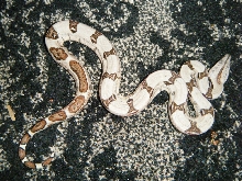 hypo 1