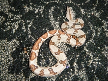 hypo 2