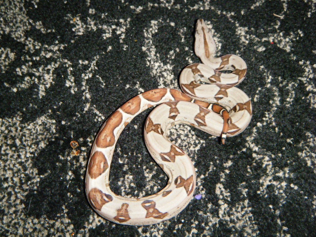 hypo 2