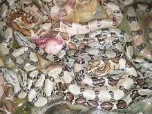 close up pastel hypo
