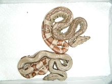 Best 2 hypo jungles