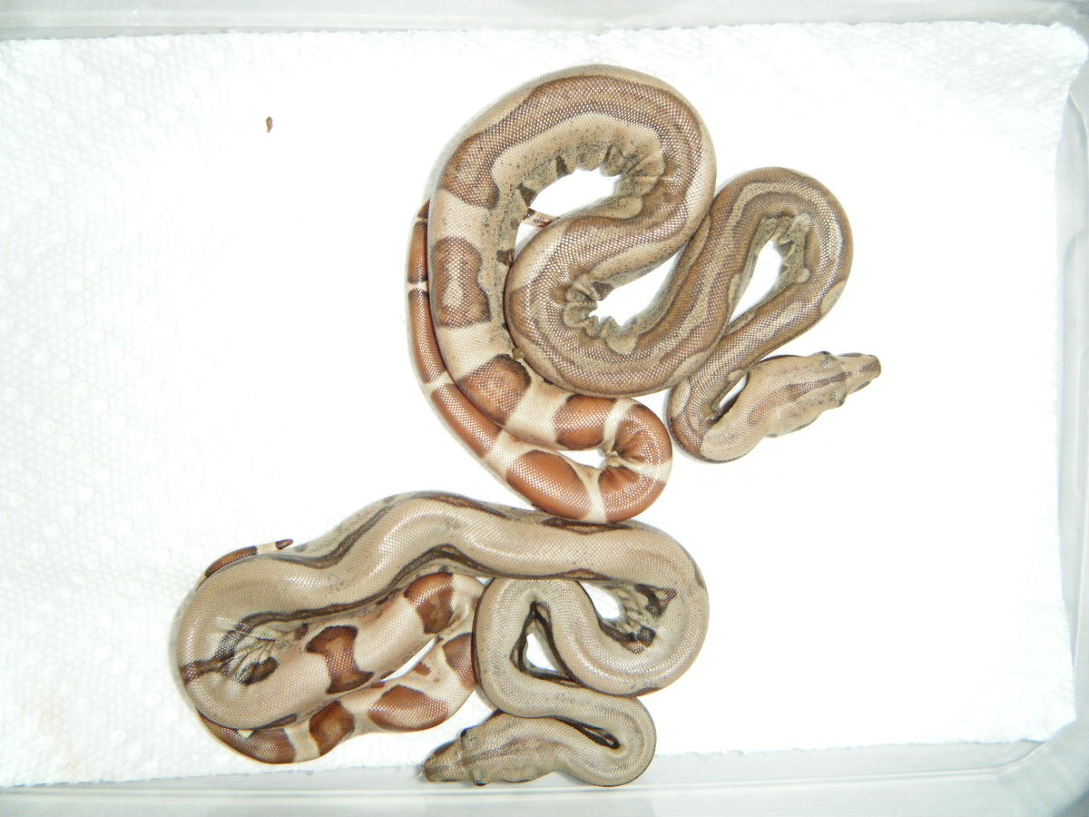 Best 2 hypo jungles