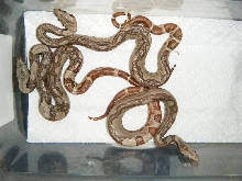Best 3-5 hypo jungles