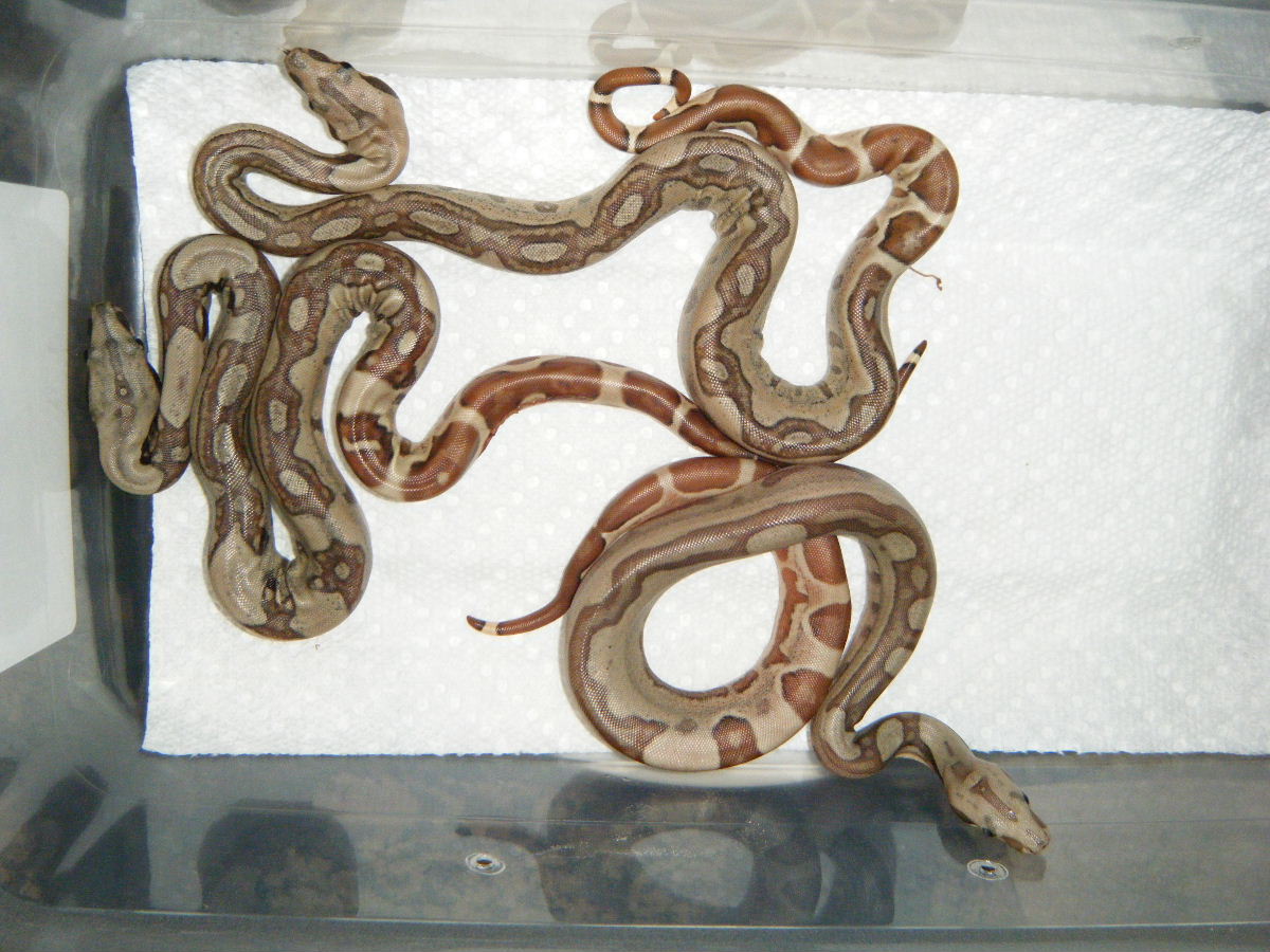 Best 3-5 hypo jungles