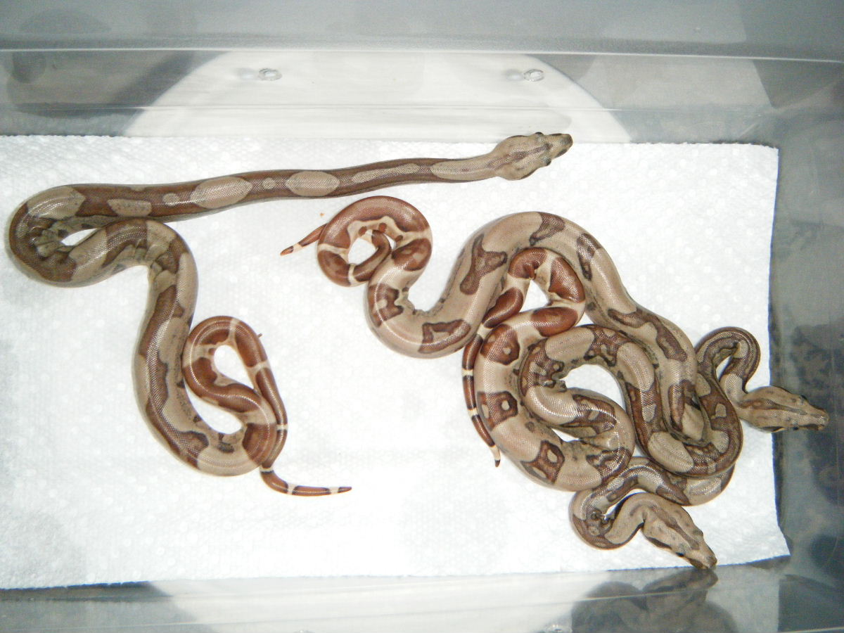 Best 6-8 Hypo jungles