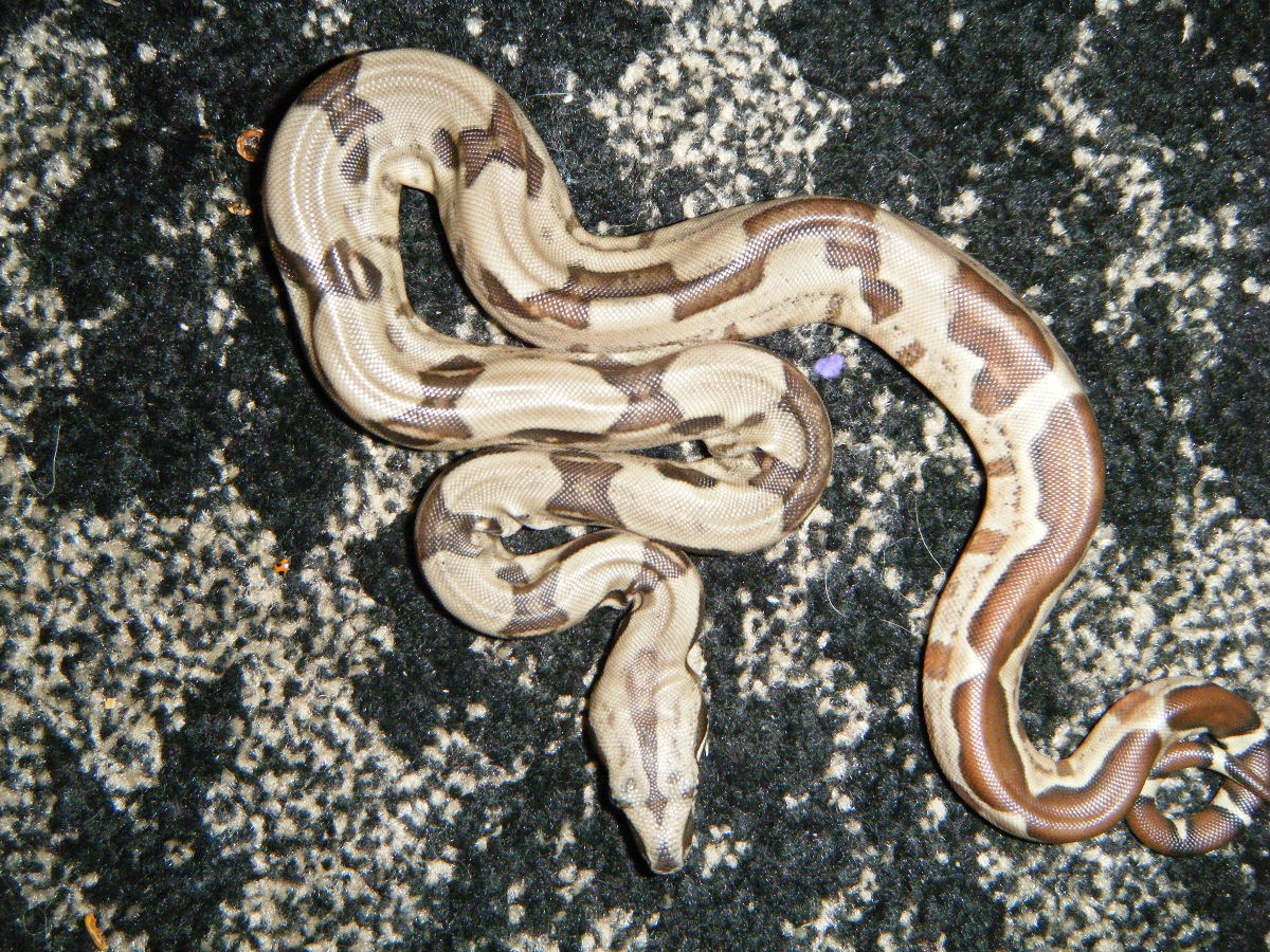 zig zag