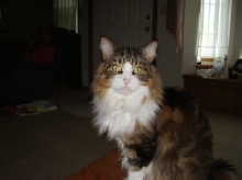 Max, my Maine Coon