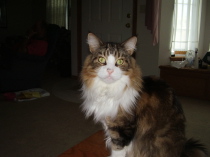 Max, my Maine Coon