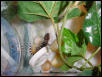 Gekko Gecko Hatchling