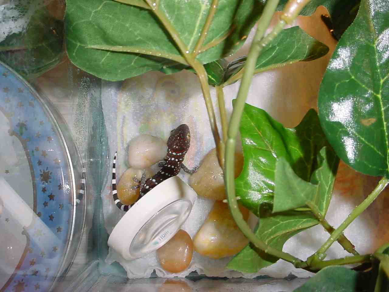 Gekko Gecko Hatchling