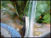 Gekko Gecko Hatchling