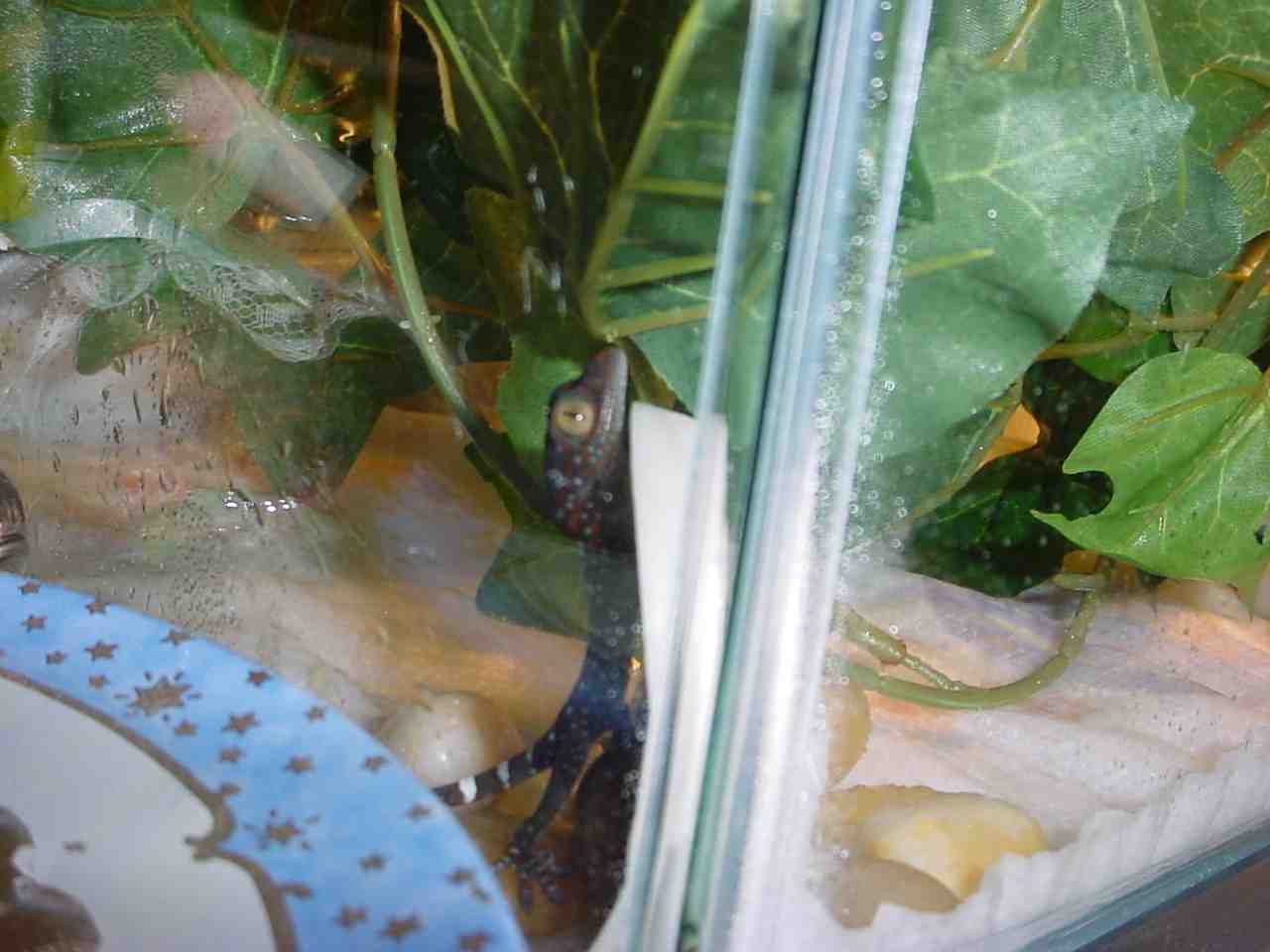 Gekko Gecko Hatchling