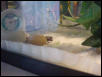 Gekko Gecko Hatchling