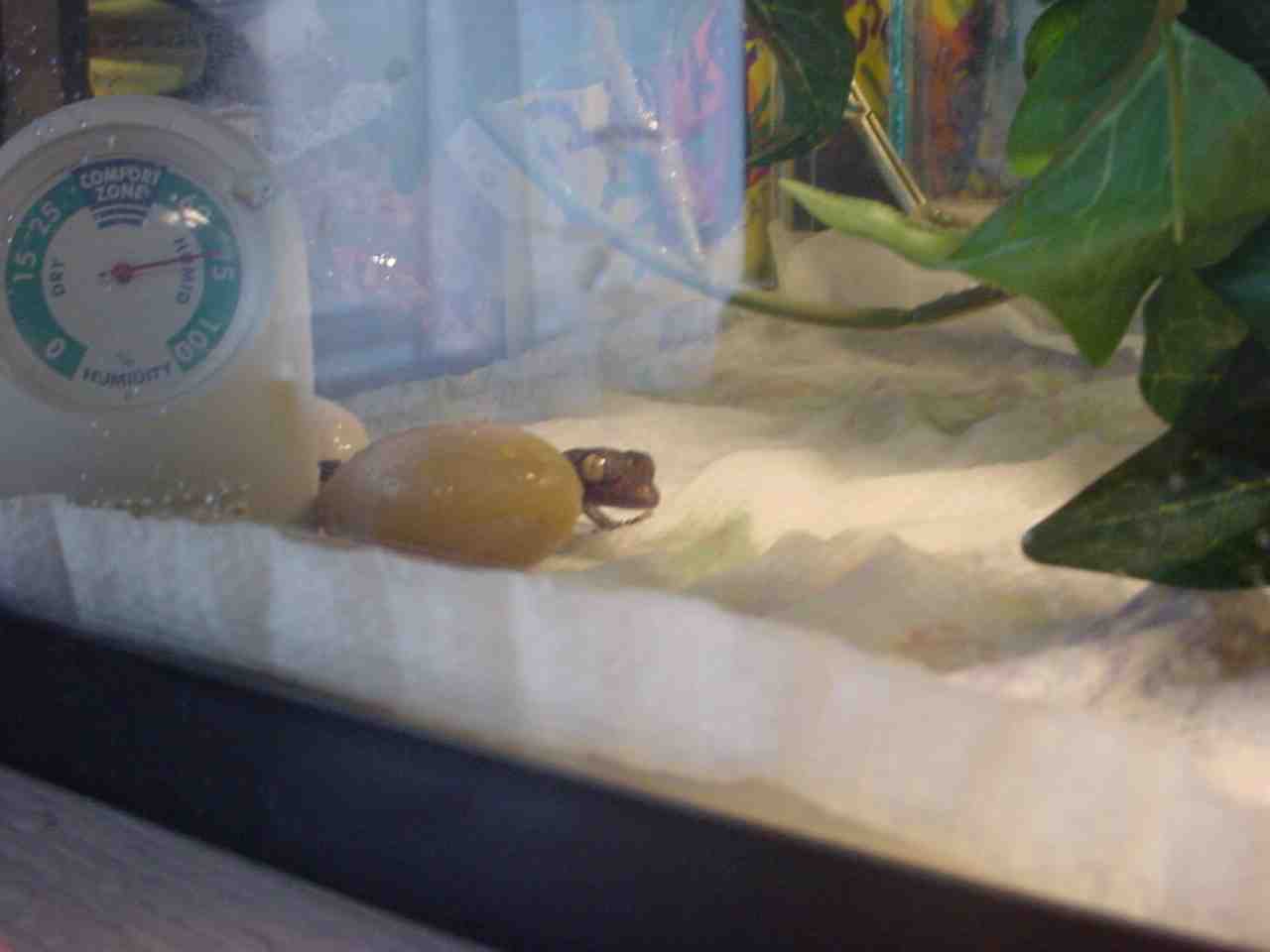 Gekko Gecko Hatchling