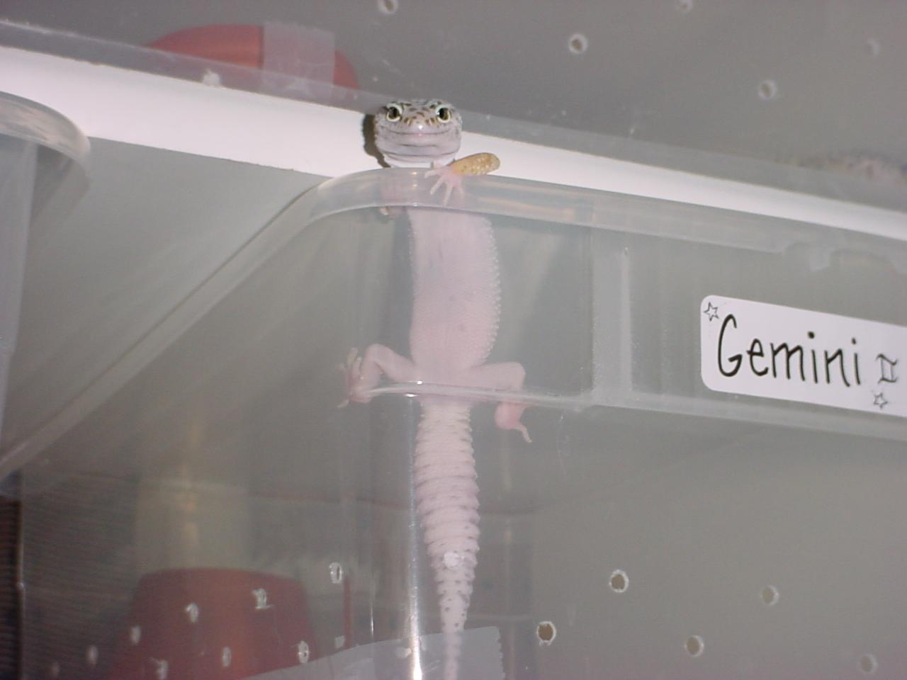 Gemini01