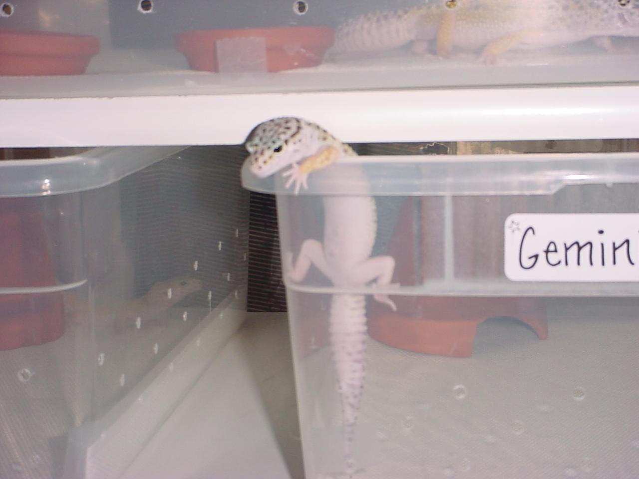 Gemini03