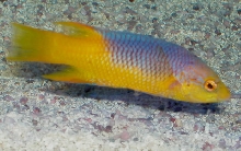 Saltwater - Austin Aquariums
