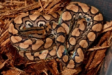 965