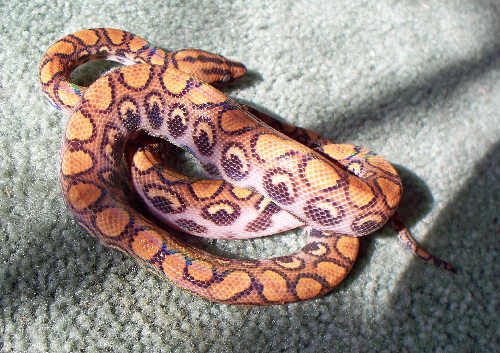 Amaru 02-25-10--Peruvian rainbow
