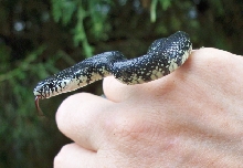 L. getula on my property