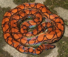 sire of both babies