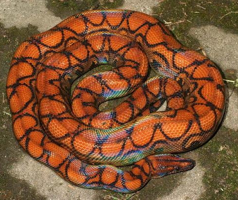 sire of both babies