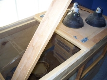 Hinged Top of Ackie Enclosure