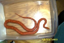 my male corn