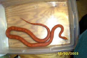 my male corn