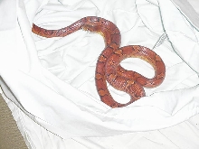 one of my females