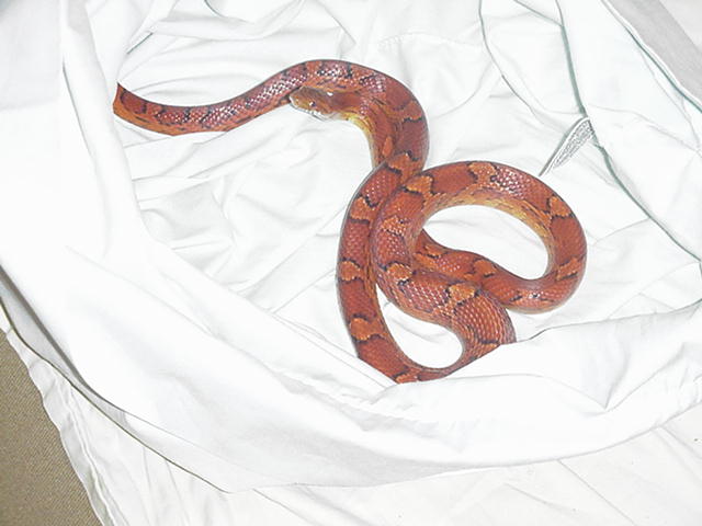 one of my females