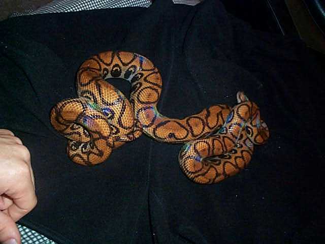 Dulce Diablo