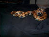 Dulce Diablo pic2