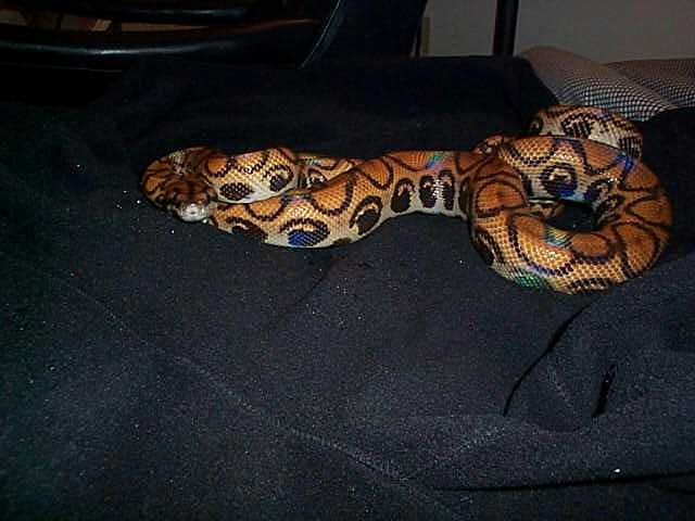 Dulce Diablo pic2