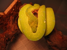chondro