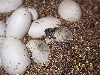 anery corn pipping