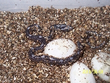 anery corn hatchling