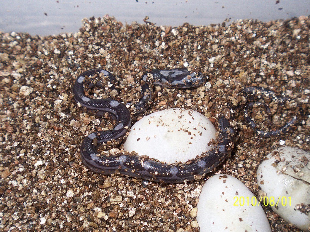 anery corn hatchling