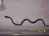 anery corn hatchling 2