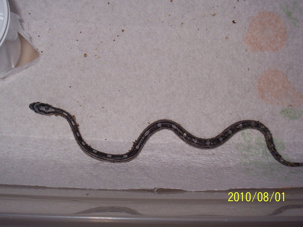 anery corn hatchling 2