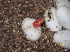 albino corn pipping
