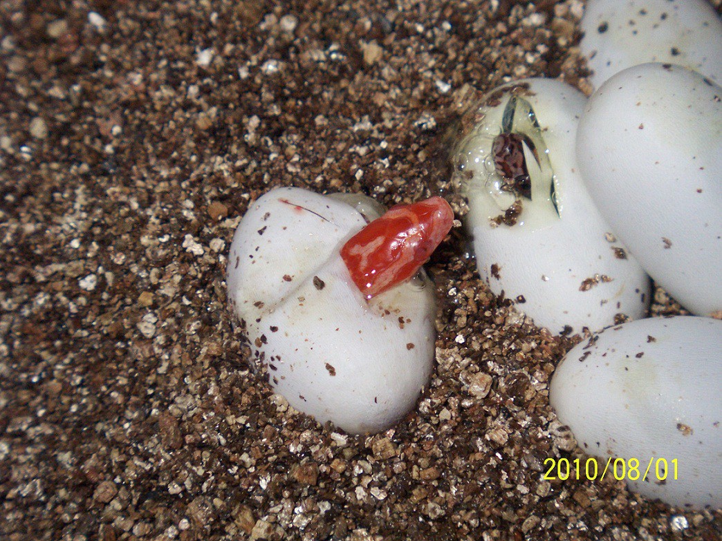 albino corn pipping