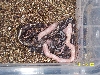 hatchling corn snakes