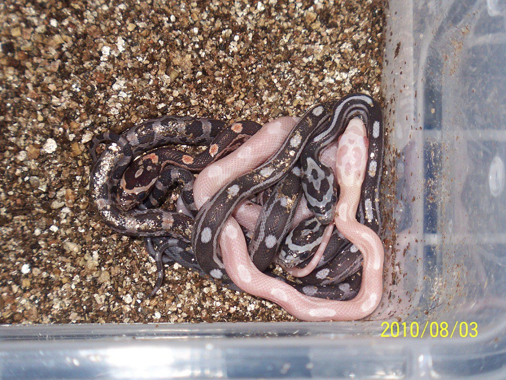hatchling corn snakes