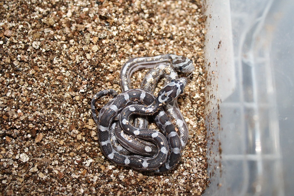 anery hatchlings 2